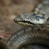 Uzovka hladka - Coronella austriaca - Smooth Snake 6171